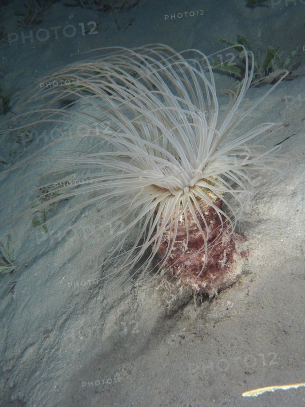 Tube-dwelling anemone