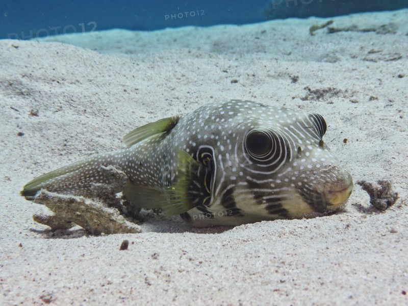 A white-spotted puffer