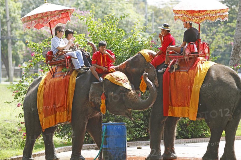 Thai men riding elephants