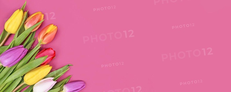 Banner with colorful tulip spring flower bouquet in corner of pink background with copy space