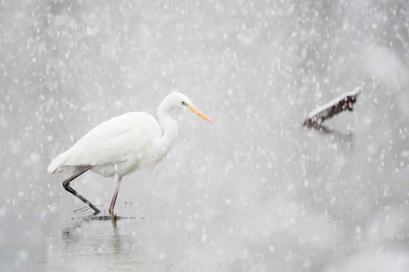 Hunting great egret