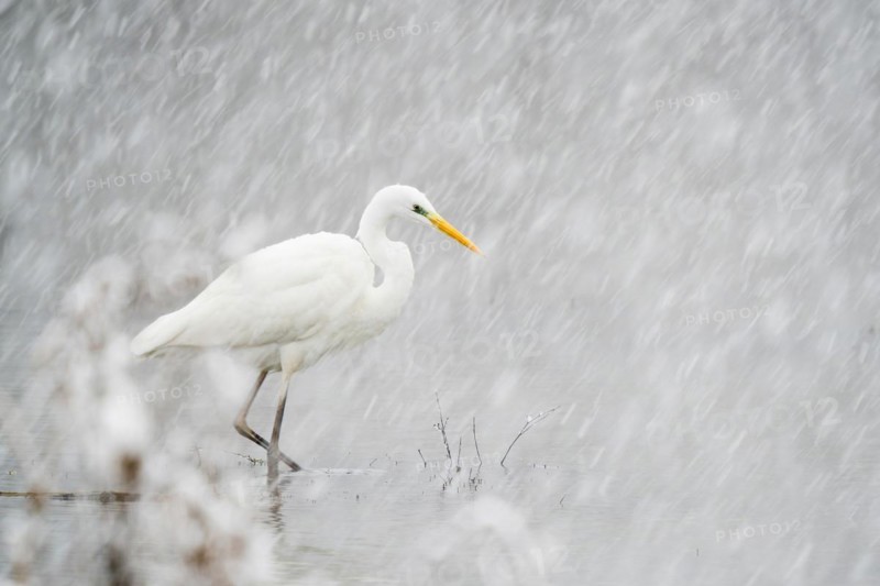 Hunting great egret