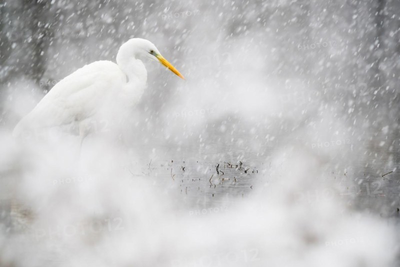 Hunting great egret