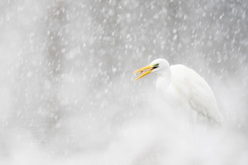 Hunting great egret