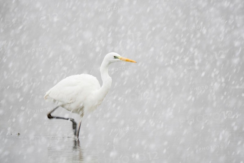 Hunting great egret