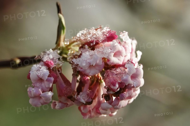 Winter snowball