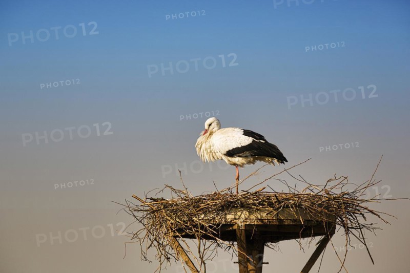 White stork
