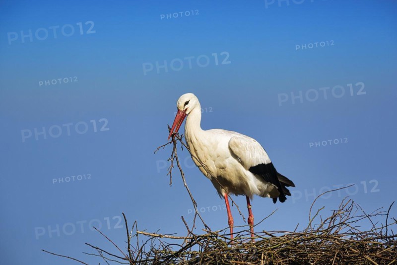 White stork
