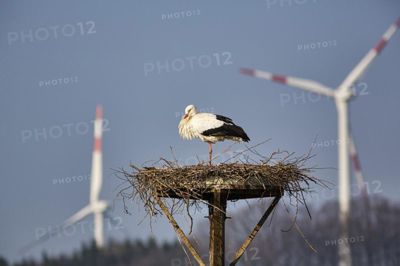 White stork