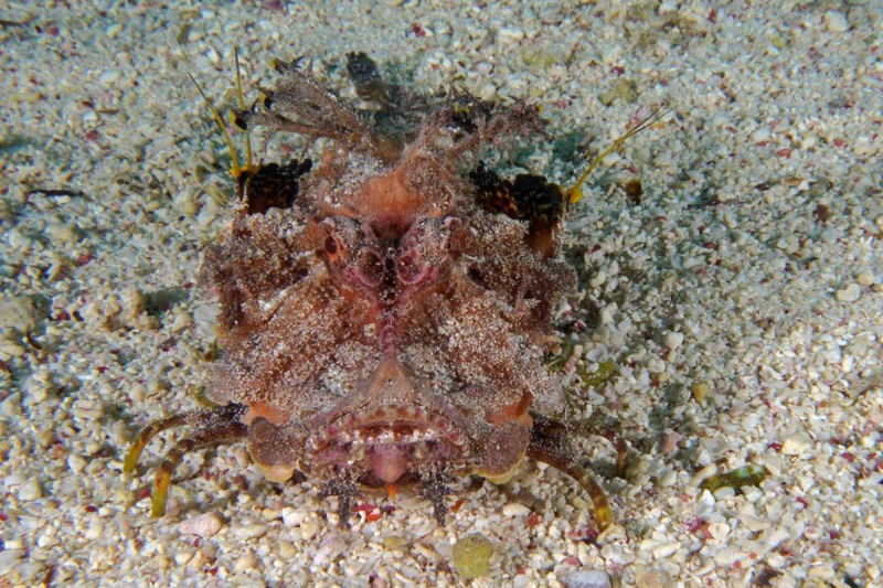 Portrait of filament-finned stinger