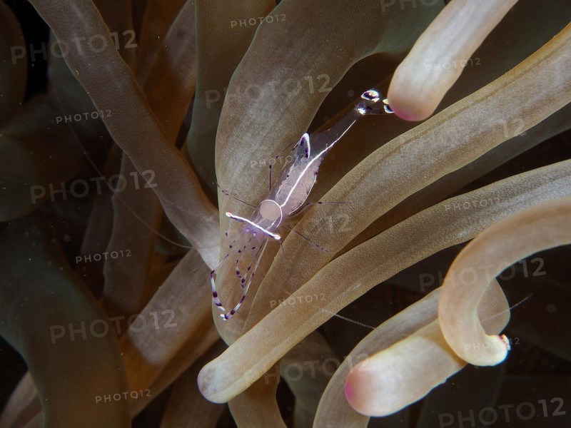 Ancylomenes longicarpus