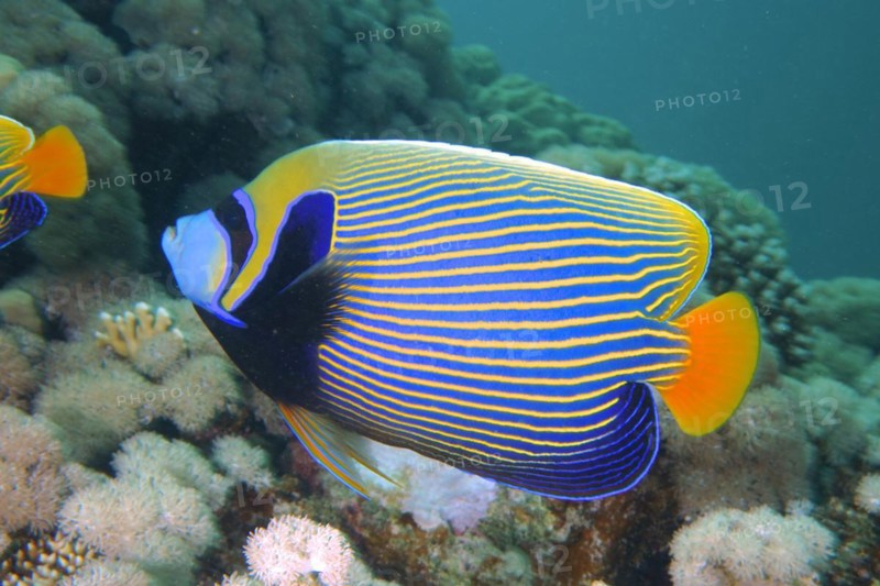 Emperor angelfish