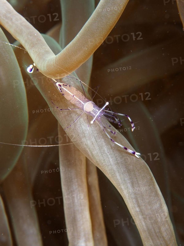 Ancylomenes longicarpus