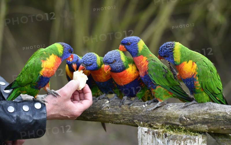 Coconut lorikeets
