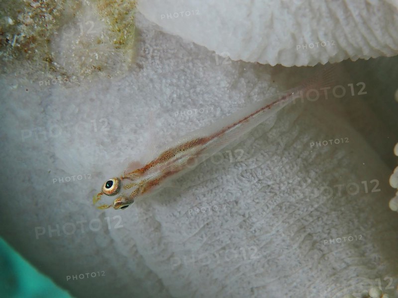 Mozambique toothy goby