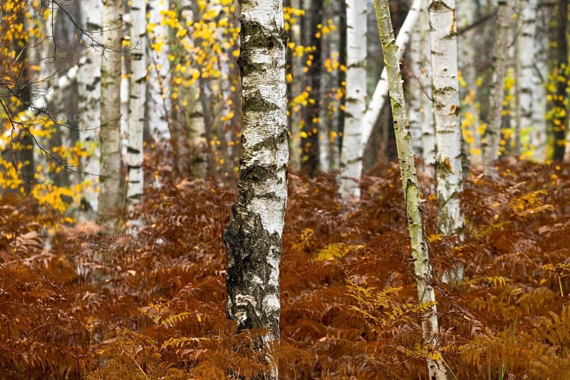 Tree trunks in a warty birch