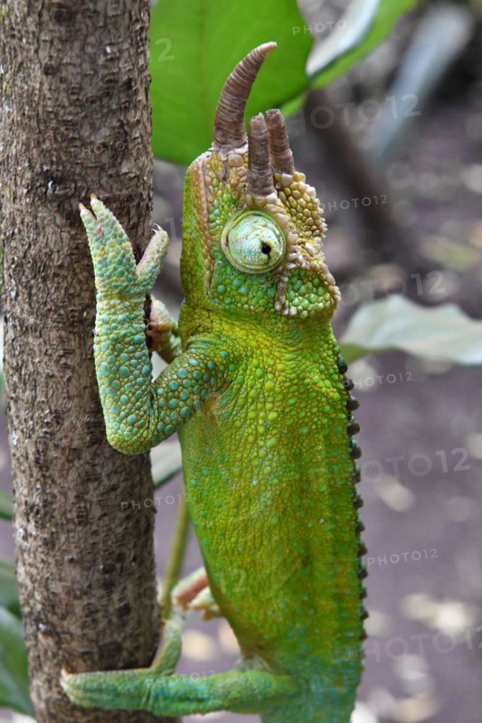 Jacksons horned chameleon