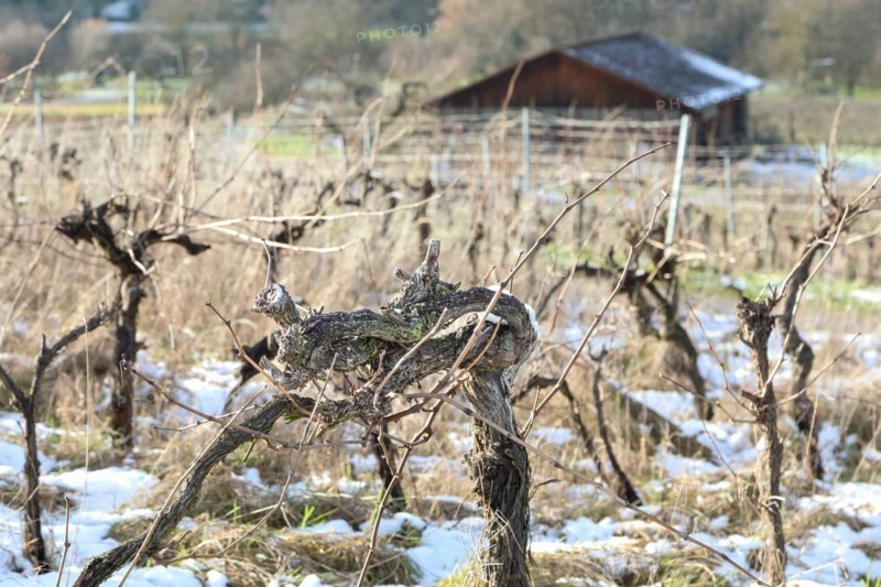 grapevines in the Neckar valley near Hessigheim