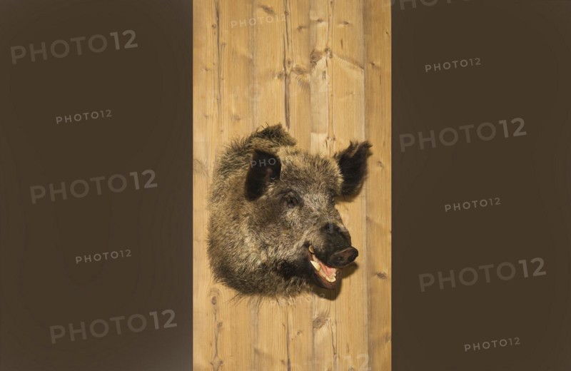 Preperated boars head hangs on a wooden wall