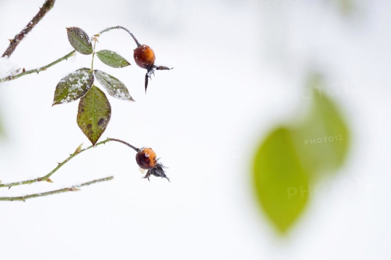 Rosehip
