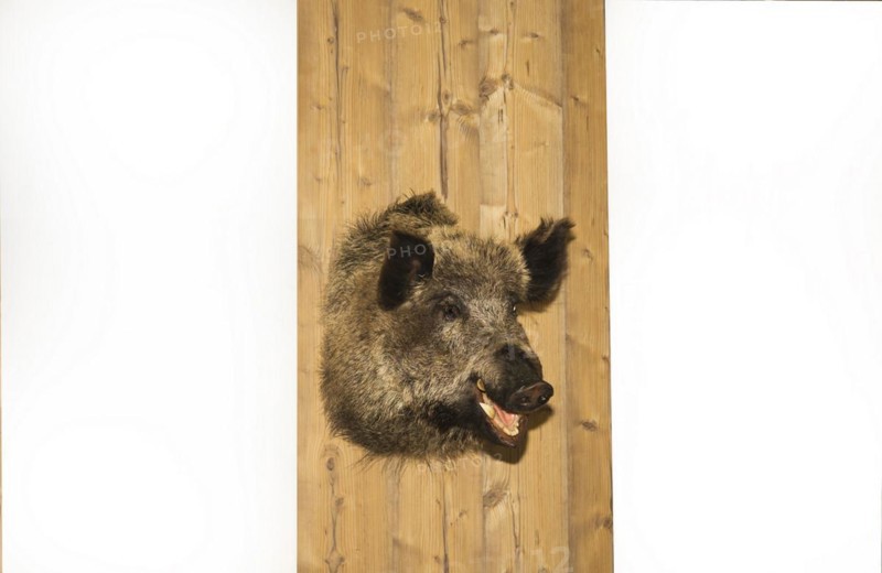 Preperated boars head hangs on a wooden wall