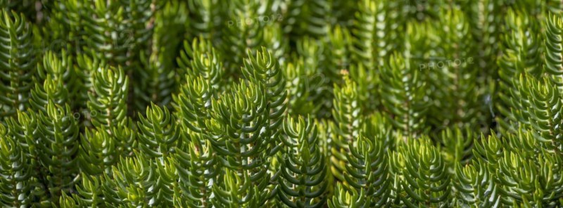 Green plants