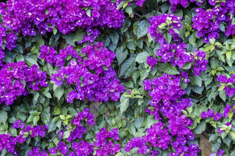 Purple Bougainvillea