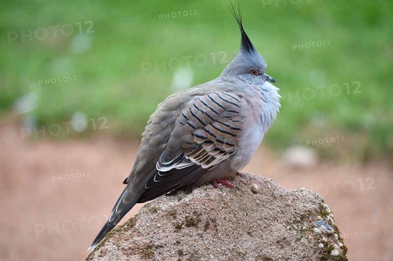 Crested Pigeon