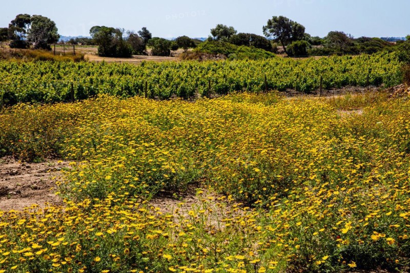 Fertile Phoenician island of Mozia