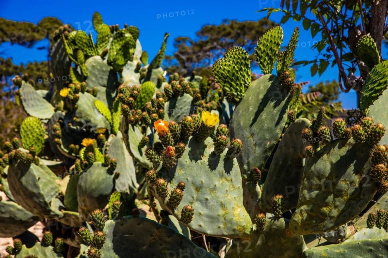 Cactus flowers