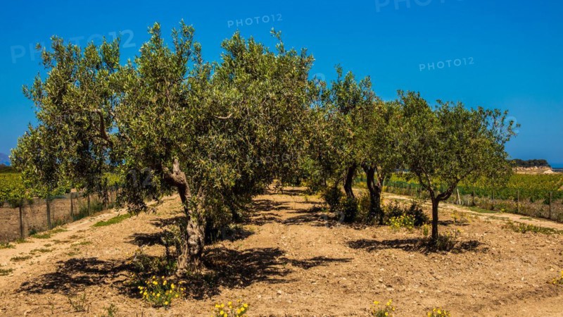 Olive cultivation