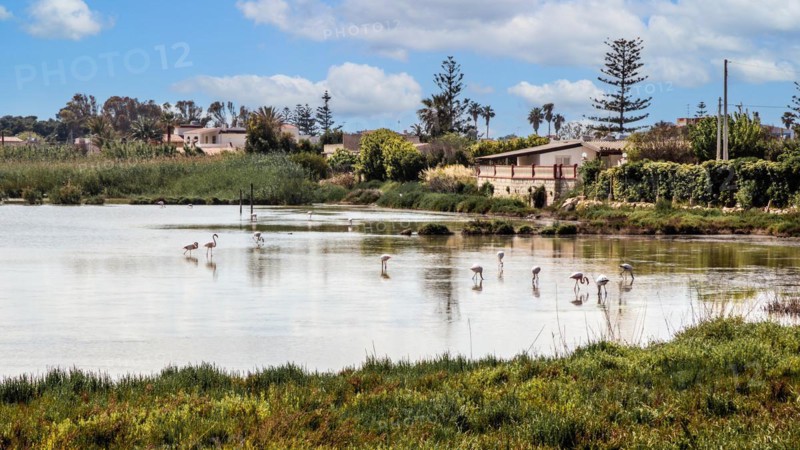 Flamingos