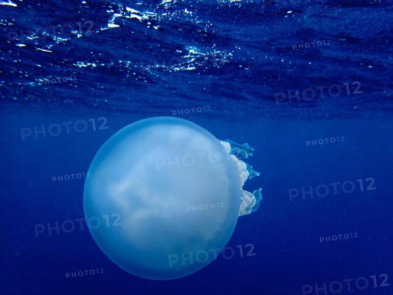 Barrel jellyfish