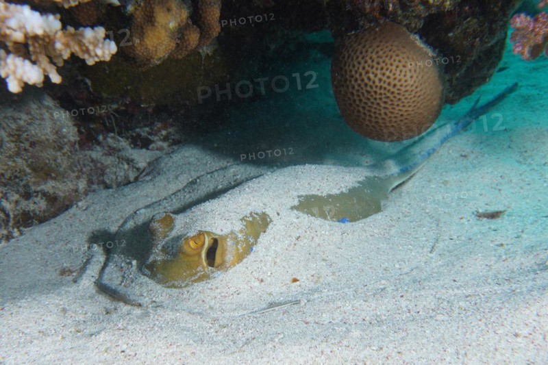 Bluespotted ribbontail ray