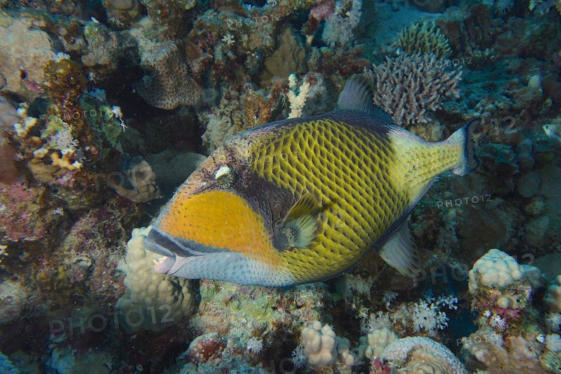 Titan triggerfish