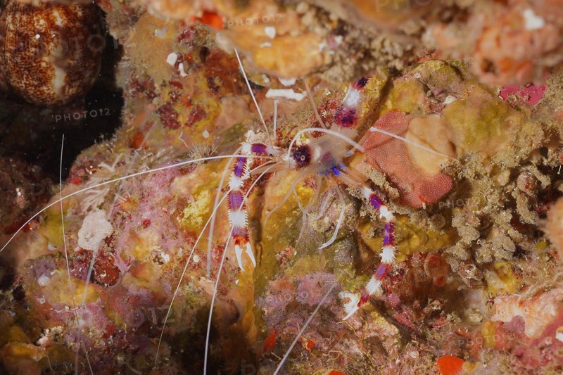 Banded coral shrimp