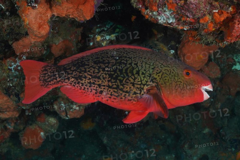 Nose hump parrotfish