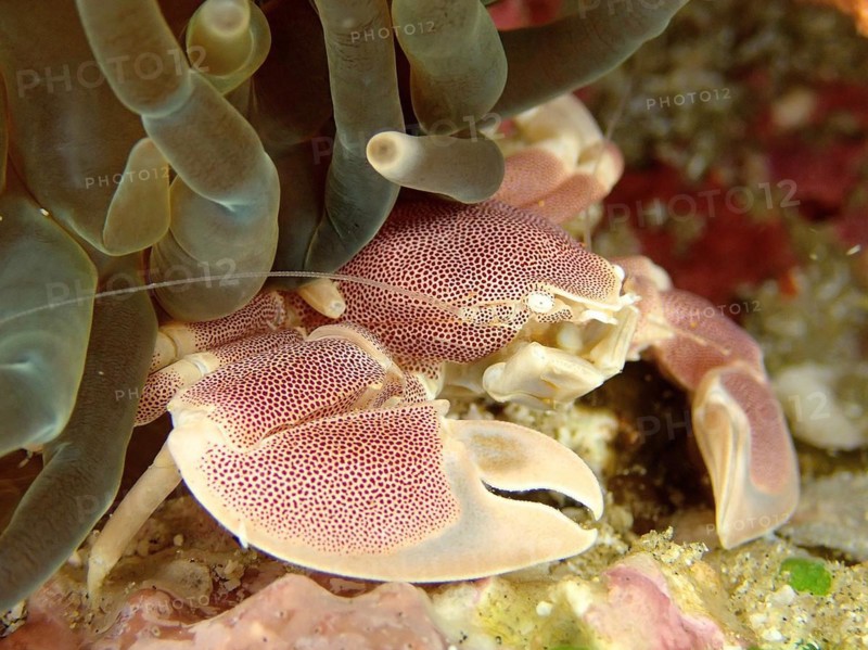 Spotted Porcelain Crab