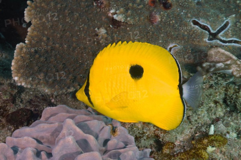 Yellow teardrop butterflyfish