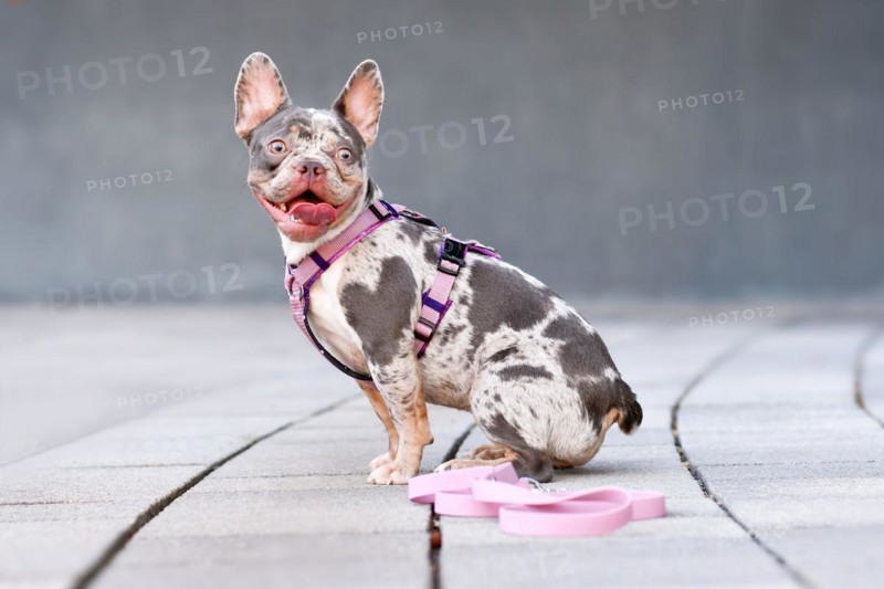 Merle tan French Bulldog dog wearing pink dog harness in front of gray wall