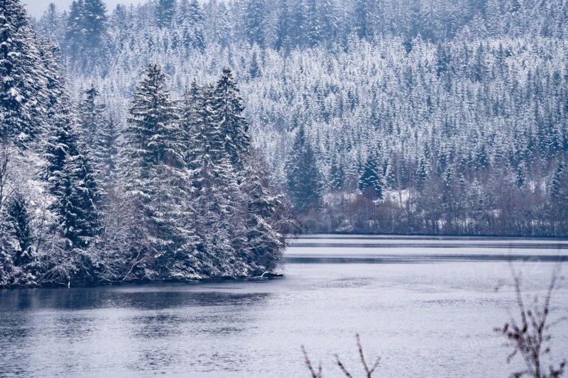 Forest by the lake with snow in winter