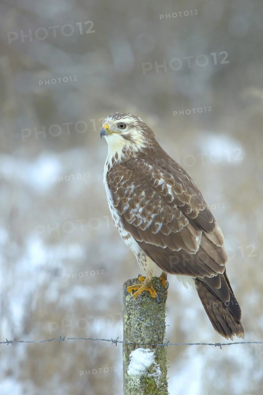 Common steppe buzzard