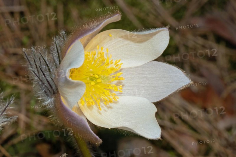 Spring pasque flower open white flower