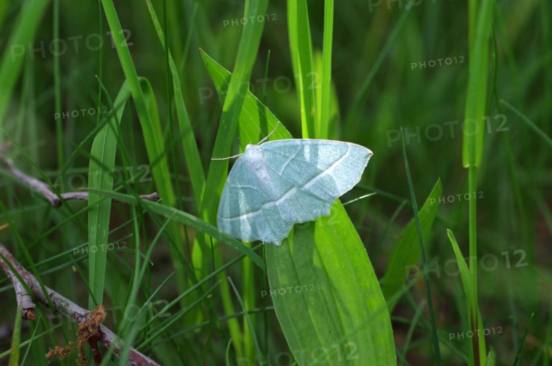 Campaea margaritata