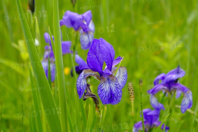 Siberian iris