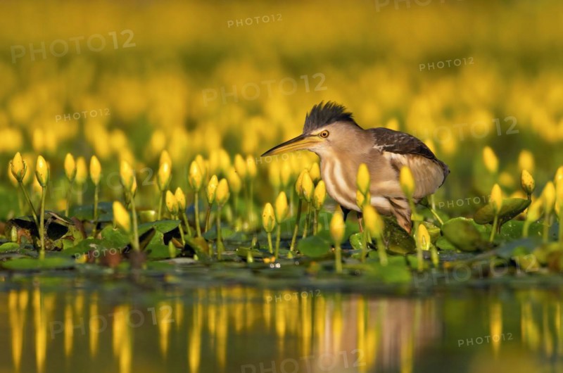 Little Bittern