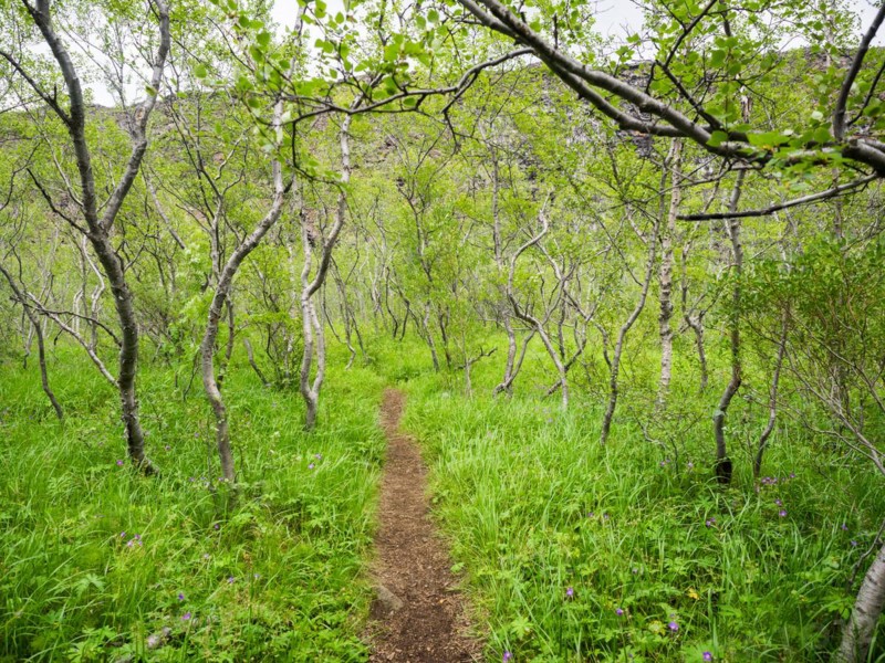Path through a birch grove in Asbyrgi Canyon