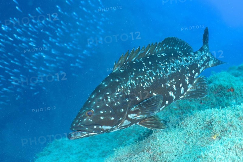 Dusky grouper