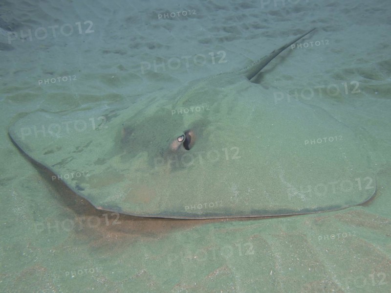 Dragon stingray