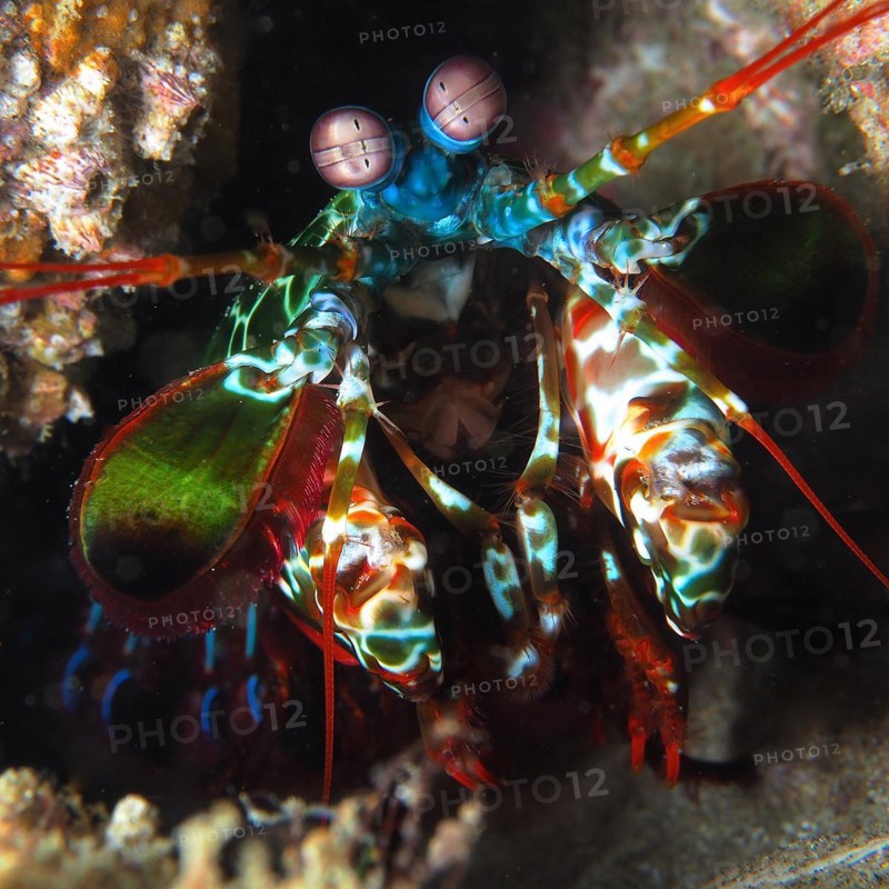 Portrait of peacock mantis shrimp
